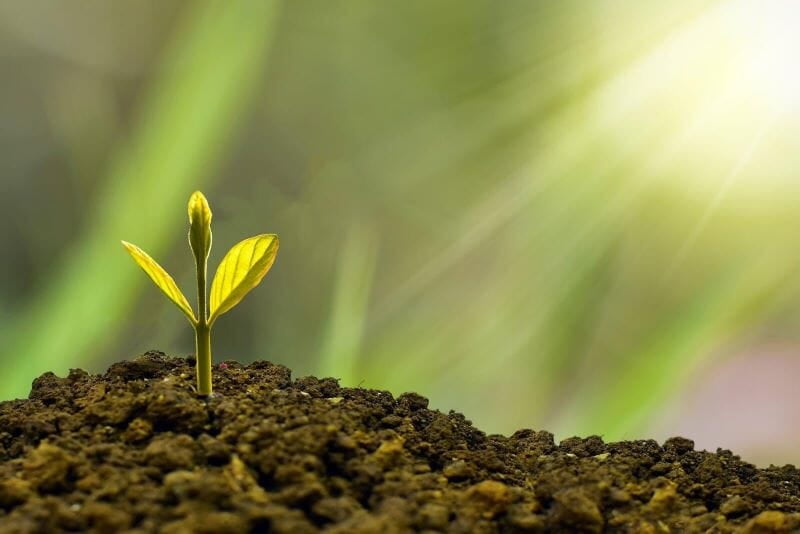 A seed sprouting out from fertile soil illustration